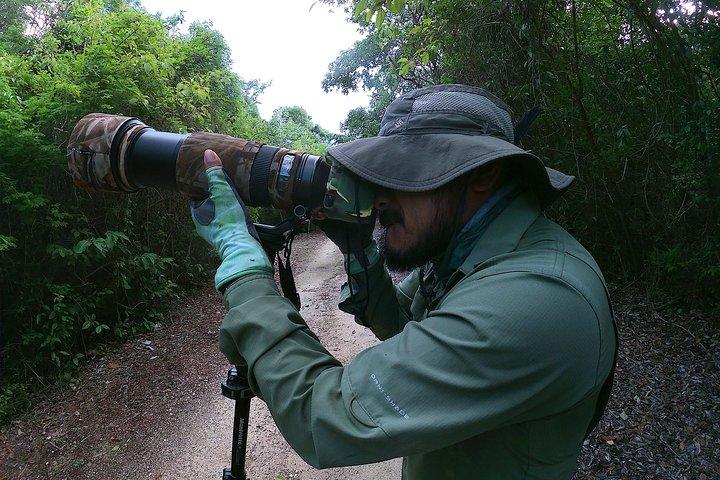 Observação de aves Mahahual e Costa Maya