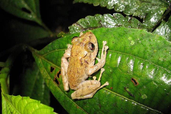 Monteverde Cloud Forest Guidet Nattevandring