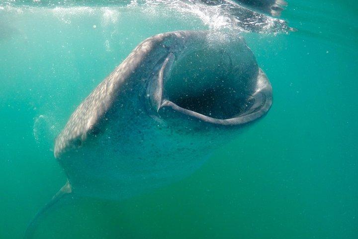 Plongée avec tuba en petit groupe à La Paz, Mexique