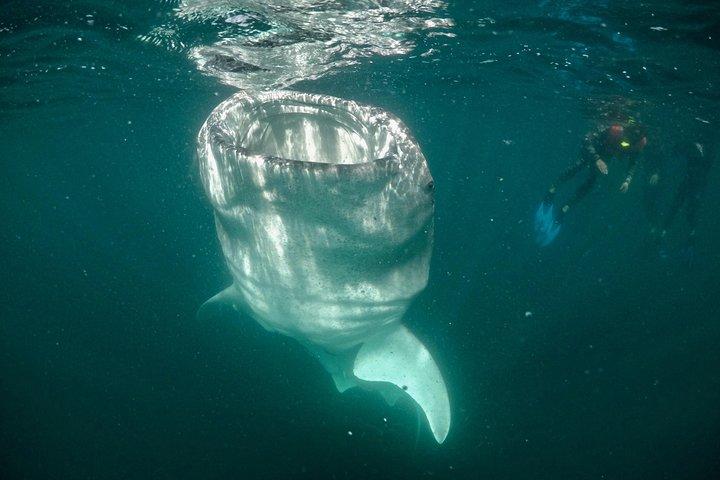 Plongée avec tuba en petit groupe à La Paz, Mexique
