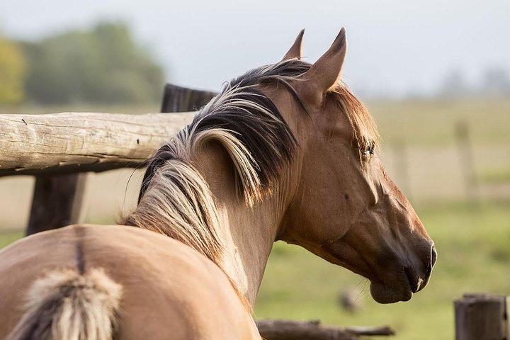 エスタンシア ラ バンダダでの運動会とガウチャ スキル ショー