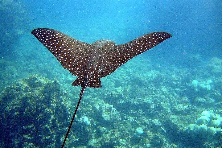 Bådtur til øerne i Rio med Planasurf ubådsflyvning.