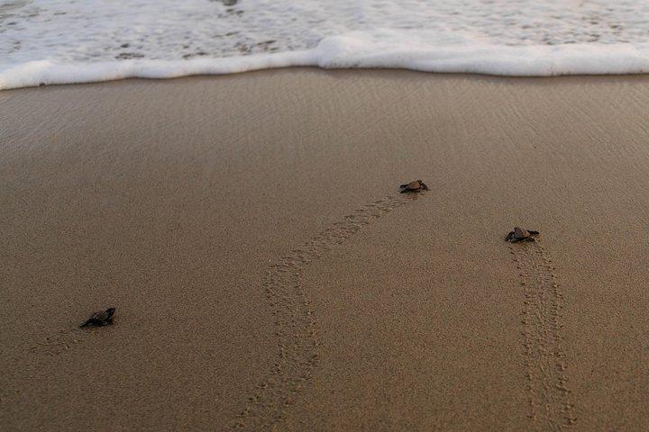 Unik Turtle Sanctuary & Sunset Experience