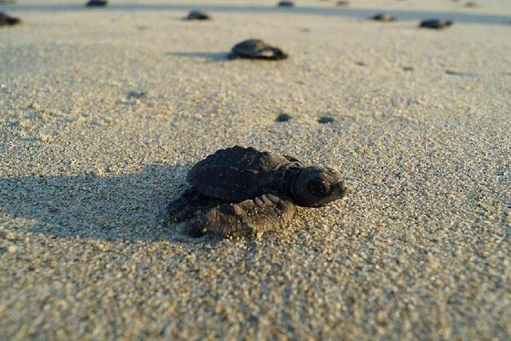 Unik Turtle Sanctuary & Sunset Experience