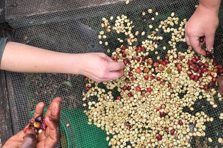 キングストーンアシリア（アルーシャ）でのコーヒーツアーとビュッフェランチ
