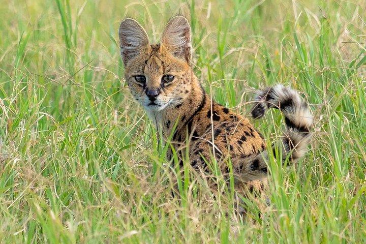 Excursión de un día al Parque Nacional de Arusha, Tanzania Safari