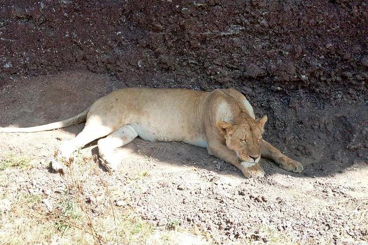 Excursión de un día al Parque Nacional Tarangire desde Arusha / Kilimanjaro