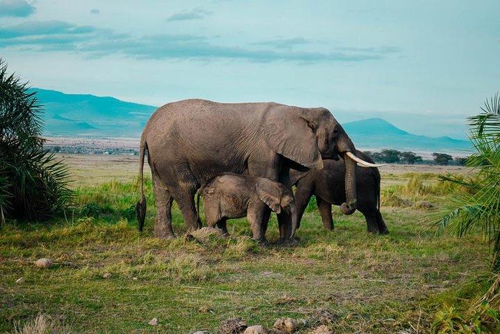 9 Days Amboseli - Tsavo - Diani Beach Safari (Cost Based on Minimum 2 persons)
