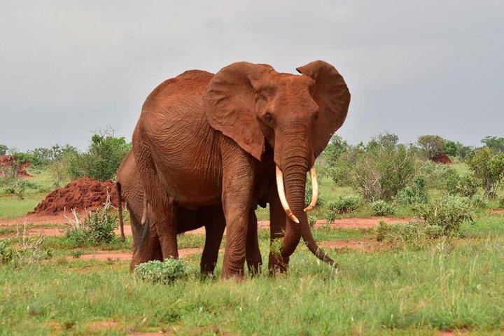 9 Days Amboseli - Tsavo - Diani Beach Safari (Cost Based on Minimum 2 persons)