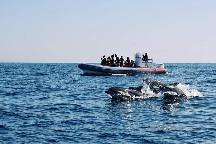 Ricerca dei delfini e grotte di Benagil da Albufeira