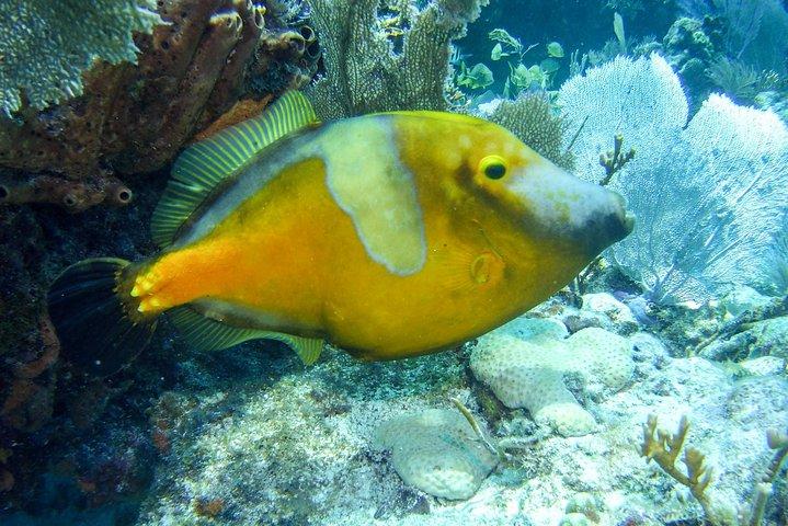Viagem de meio dia para mergulho com snorkel em recifes em Florida Keys