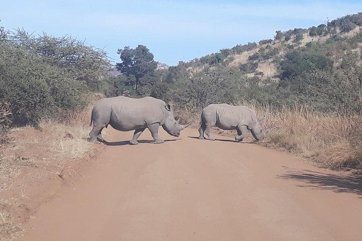 Pilanesberg Nationalpark Ganztagesführung