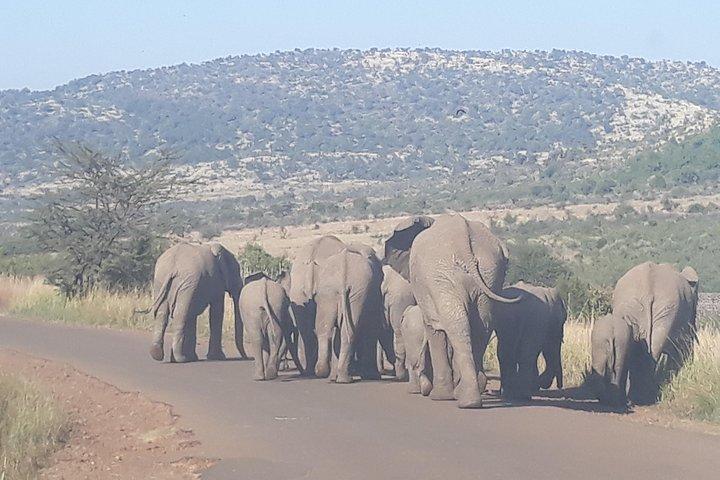 Pilanesberg Nationalpark fuld dag guide