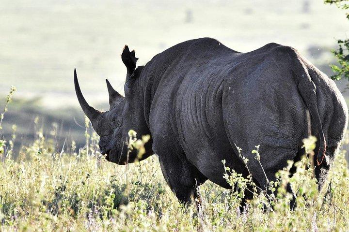 Nairobi National Park Safari–Avontuur aan de rand van de stad Gratis ophalen