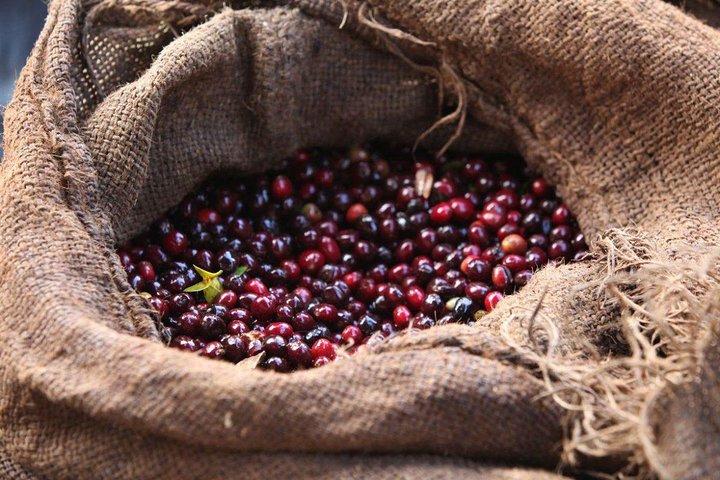 8-daagse Ethiopische koffietour