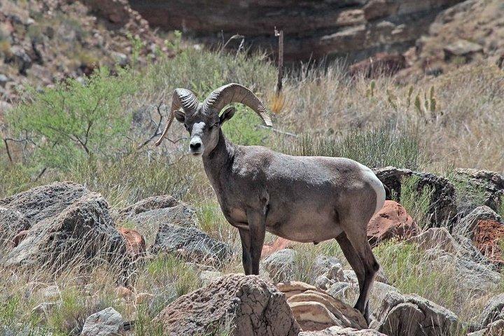 Apache Trail con Dolly Steamboat