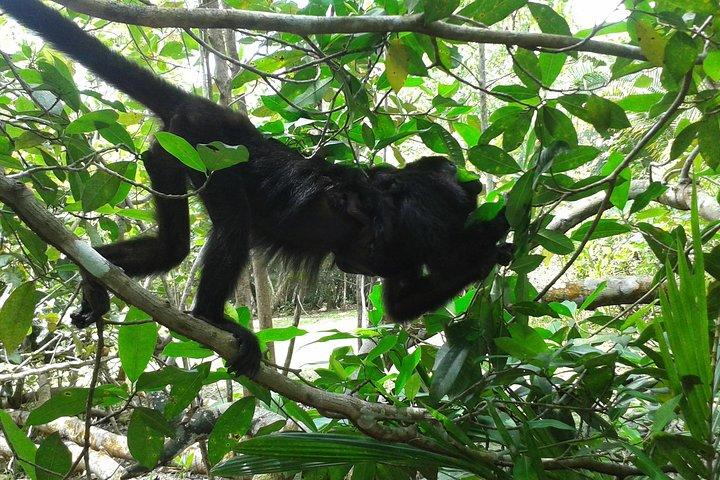 Howler Monkey Sanctuary e Kukumba Beach da Belize City