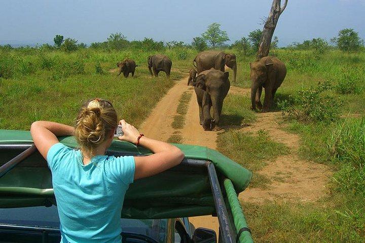 Excursão de um dia a Udawalawe de Colombo