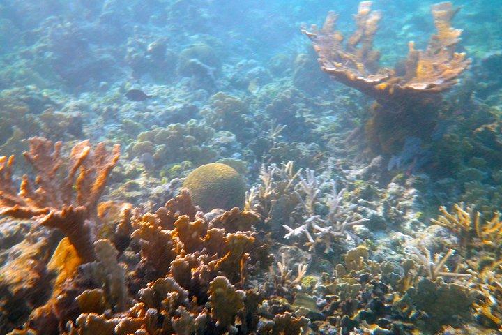 キーウェストでのサンセットセイル付きの午後のプライベートシュノーケリング