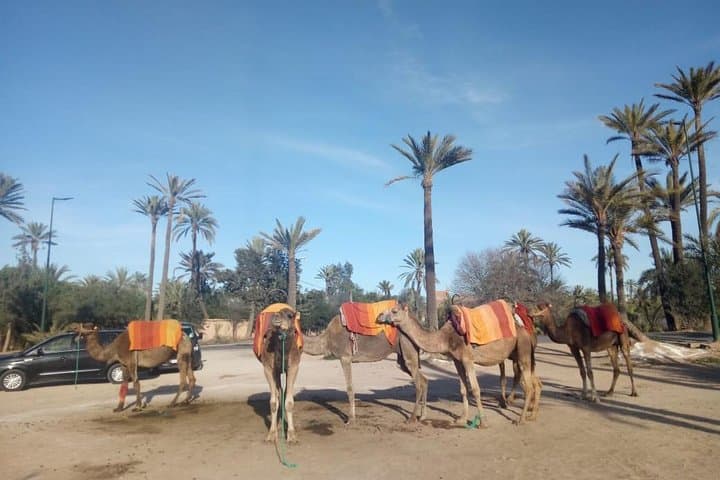 Camel ride tour in Marrakech