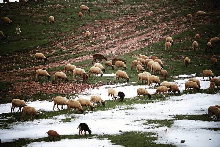 Middle Atlas Mountain Day Trip From Fes