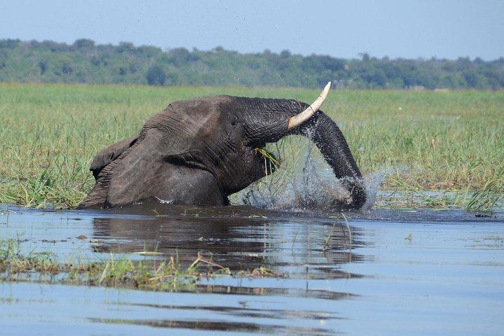 Croisière sur le fleuve Chobe