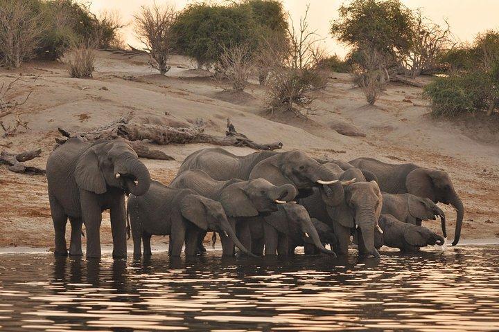 Croisière sur le fleuve Chobe