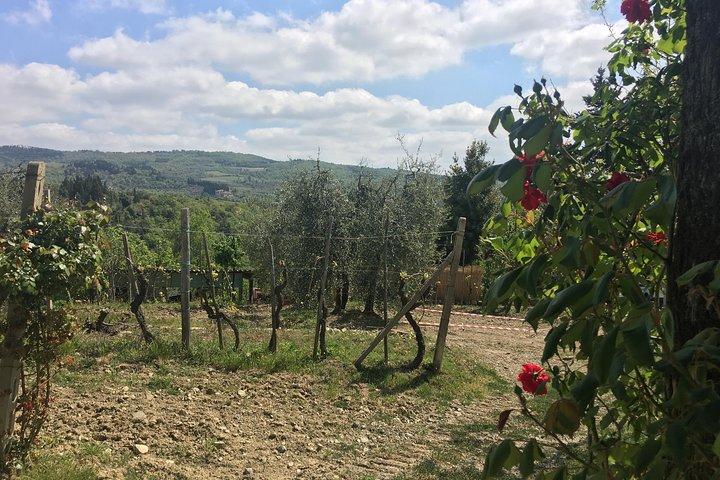 Your favorite Wine tour in Tuscany