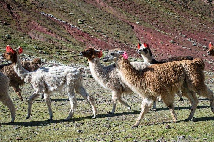 Rainbow Mountain Day Trip from Cusco – Full Day Guided Adventure
