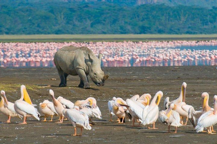 4日間マサイマラ国立保護区 - ナイロビ発ナクル国立公園