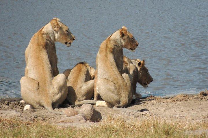 Hluhluwe / iMfolozi Game Reserve Full Day Game Drive