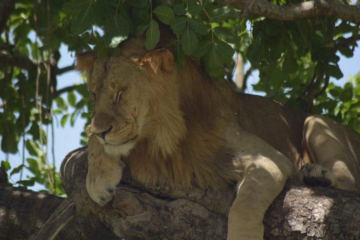 04 Nächte 05 Tage Nakuru Masaai Mara Safari