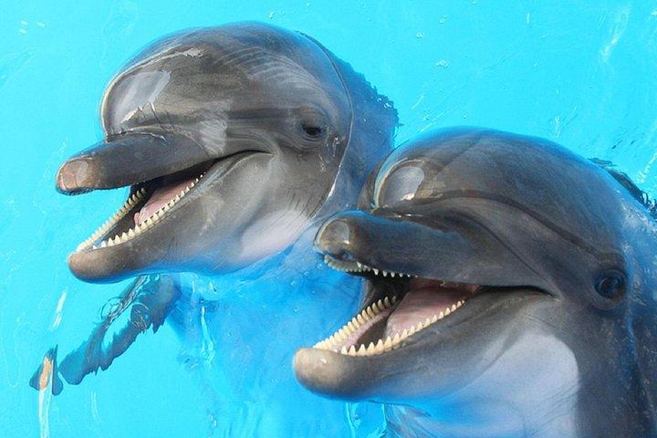 Dolphin Watch (2hours): Muscat Tours