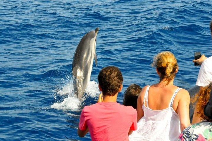 Dolphin Watch (2 ore): Muscat Tours