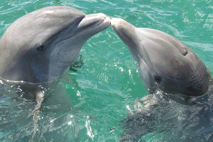 Dolphin Watch (2 ore): Muscat Tours
