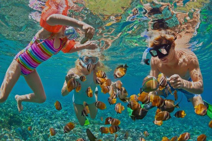 Dolphin Watching och Snorkling Tour från Muscat