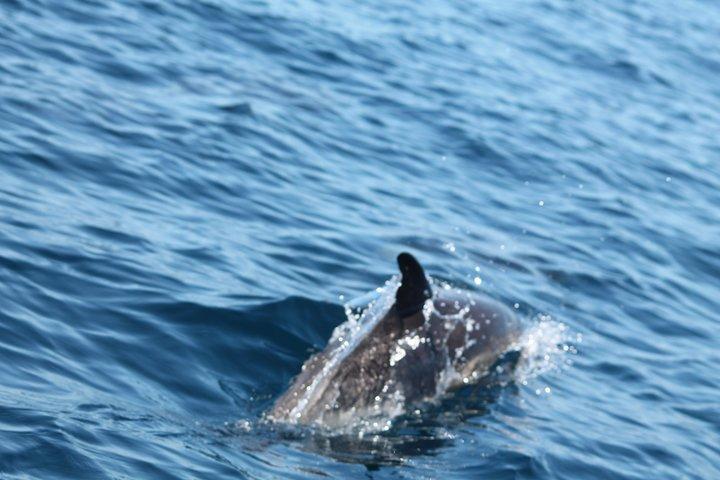 Dolphin Discovery