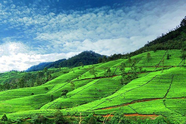 Tour di 3 giorni a Kandy Nuwara Eliya & Sigiriya da Colombo