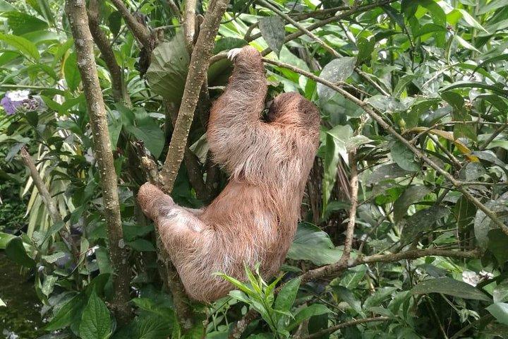 Rio Celeste vandfald og sloth observation tur