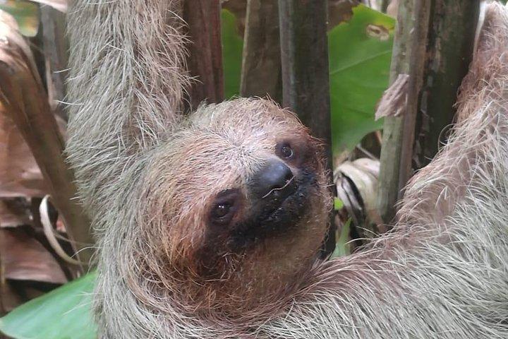 Rio Celeste vandfald og sloth observation tur