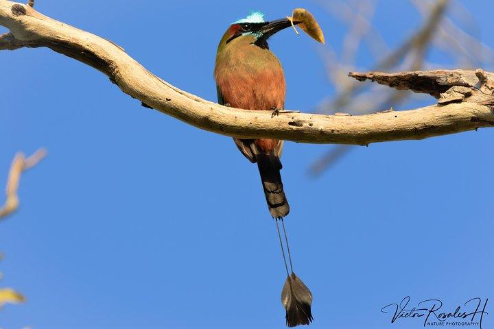 Mahahual et l'observation des oiseaux sur la Costa Maya