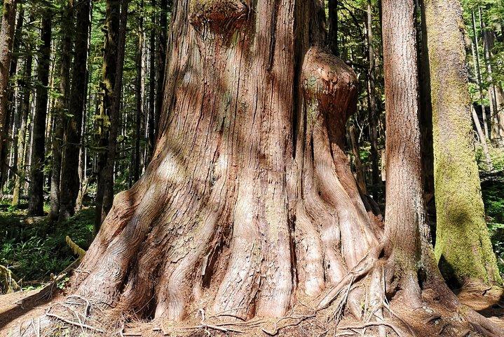 Rejser til Port Renfrew: Wild Pacific eventyr