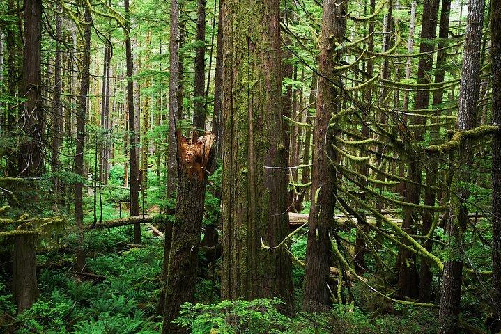 Rejser til Port Renfrew: Wild Pacific eventyr