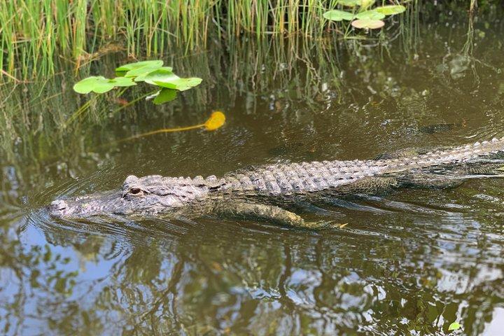 Everglades Airboat, Wildlife Exhibition, e ônibus de ida e volta de Miami