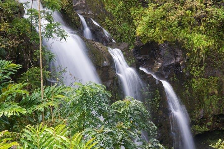クルーズ船ショアエクスカーション：カフルイ天国の花ツアー