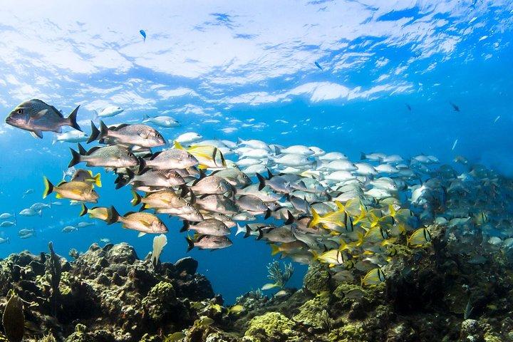 Snorkelen met kleine groepen bij Mangel Halto Aruba
