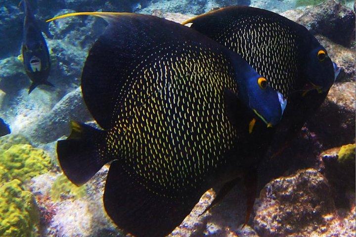 Snorkelen met kleine groepen bij Mangel Halto Aruba
