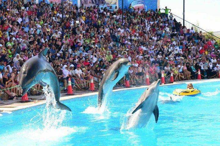 Spettacolo di delfini a Sharm