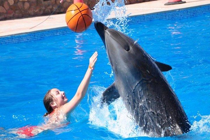 Spettacolo di delfini a Sharm
