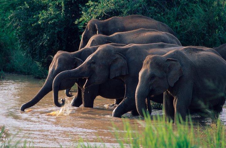 Wasgamuwa National Park Safari vanuit Kandy